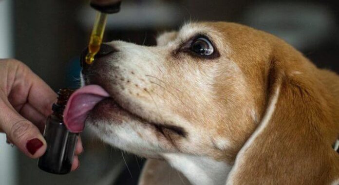 CBD-Oil-Blog-750x410-1