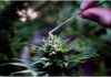 Advantages Of Delta-8 Flower Smoking