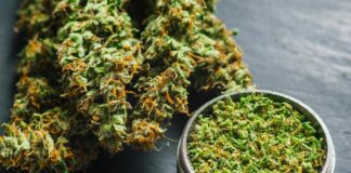 cannabis