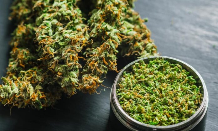 cannabis